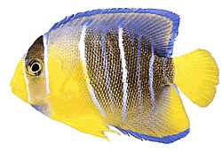 Holacanthus ciliaris Königlicher Engel