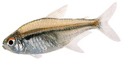 Hyphessobrycon heterorhabdus (Belgische Flagge)