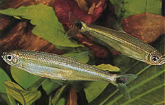 Iguanodectes spilurus (Tetra-Öl)