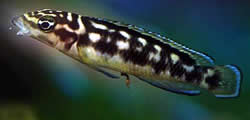 Julidochromis transcriptus (Transkriptus)