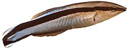 Labroides dimidiatus (Gemeinsamer Reiniger)