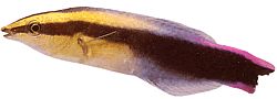 Labroides phtirophagus (Red Tail Labroid)