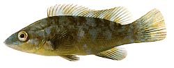 Labrus bergylta (Altmodisch)