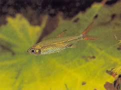 Ladigesia roloffi (Sierra-Léone Zwerg Tetra)