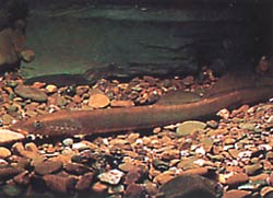 Lampetra fluviatilis