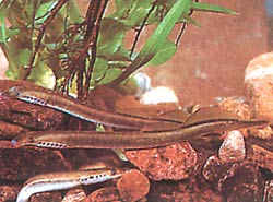 Lampetra planeri