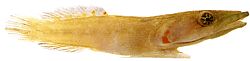 Lepadogaster candollei (Stange)