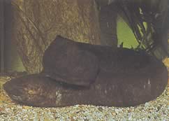 Lepidosiren paradoxa (Südamerika Lepidosirène)