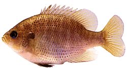 Lepomis punctatus