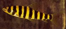 Leporinus affinis (Grüner Leporinus)
