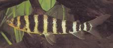 Leporinus fasciatus fasciatus