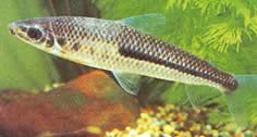 Leporinus nigrotaeniatus (Schwarze Streifen Leporinus)