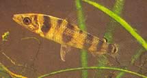 Leporinus pellegrini (Pellegrin Leporinus)