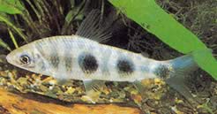 Leporinus steyermarki
