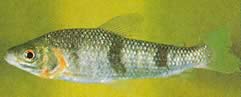 Leporinus wolfei