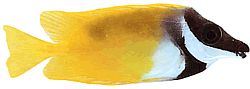 Lo vulpinus