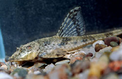 Loricaria parva (Loricaire)