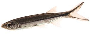 Luciosoma setigerum (Apollo Hai)
