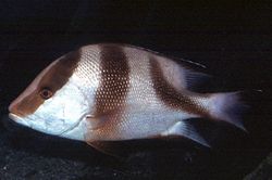 Lutjanus sebae (Red Lutjan)