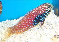Macropharyngodon bipartitus (Vermikuliertes Labre)