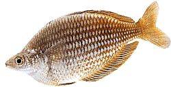 Melanotaenia fluviatilis (Australischer Regenbogenfisch)