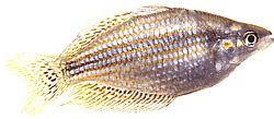 Melanotaenia splendida (Cap York Regenbogenfisch)