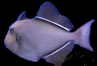 Melichthys ringens (Schwarze Flossen)