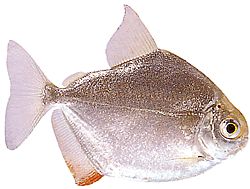 Metynnis hypsauchen (Métynnis mit großen Köpfen)