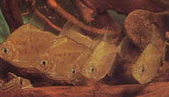 Metynnis lippincottianus (Koumanou, Dollar Fisch)