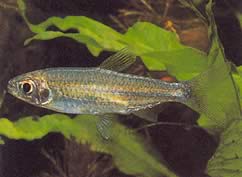 Micralestes stormsi (Red Tetra vom Kongo True)