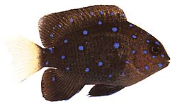 Microspathodon chrysurus (Gelber Schmuck)