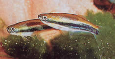 Mimagoniates lateralis (Tetra-Glande mit gesperrten Seiten)