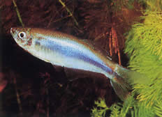Mimagoniates microlepis (Kleine Skalen Tetra-Barberos)