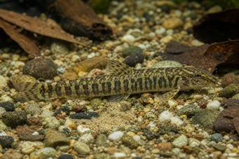 Acanthocobitis botia Flache Loche