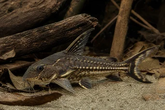 Acanthodoras spinosissimus Lautsprecher