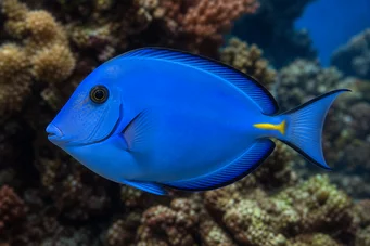 Acanthurus coeruleus