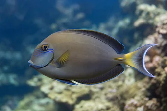Acanthurus Fowleri (Fowler Chirurgenfisch)