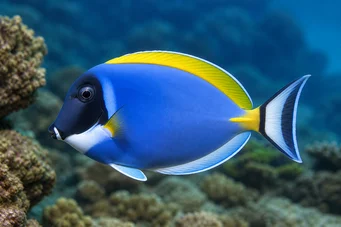 Acanthurus leucosternon (Weißer Brustchirurg)
