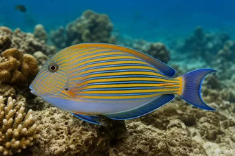Acanthurus Lineatus