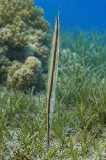 Aeoliscus strigatus Rasierer
