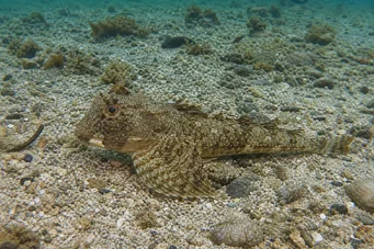 Agonus decagonus (Meere Frettchen)