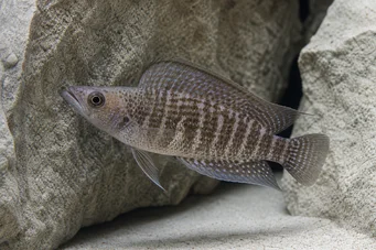 Altolamprologus compressiceps (Altolamprologus Komprimierung)