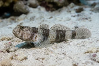 Amblygobius Phalaena Renled Gobie