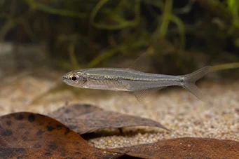 Ammocryptocharax minutus Characin-Fleche Minute