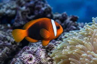 Amphiprion melanopus