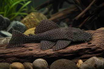 Ancistrus bolivianus ANCISTRUS BOLIVIANUS