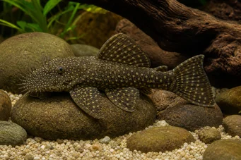 Ancistrus brevifilis (ANCISTRUS BREVIFILIS)