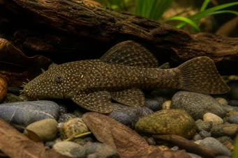 Ancistrus brevipinnis ANCISTRUS BREVIPINNIS