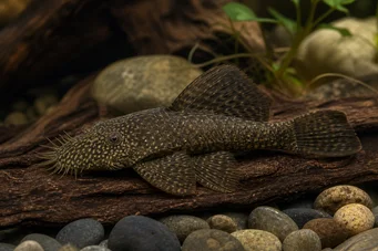 Ancistrus hyplogenys Schwarzer Ancistrus