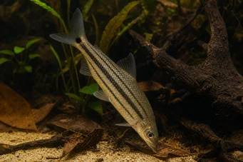Anostomus anostomus (Striped Anostome)